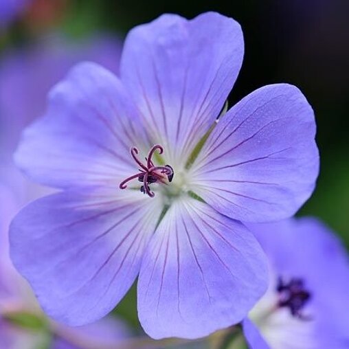 Geranium 'Rozanne'